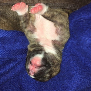 Temiz pitbull balalari satilir cox xaiw edirem kim