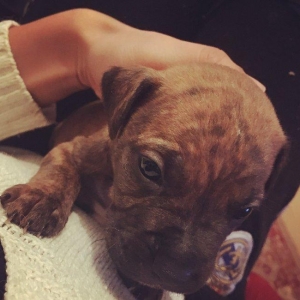 Temiz pitbull balalari satilir cox xaiw edirem kimse barter ucun narah