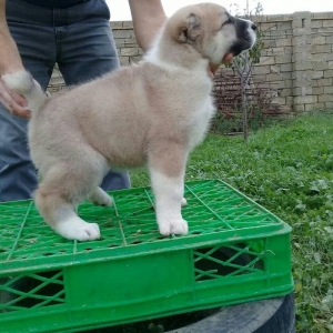 salam cinsi ala bay satlit tel ve ya şhatsapda elaqa saglaya bilersiz