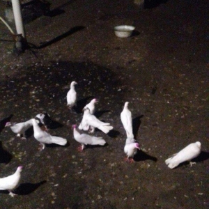 ag enli quyruglar 16 17 18 tuk real alici narahat elesin  wh