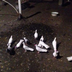 ag enli quyruglar 16 17 18 tuk real alici narahat elesin  wh