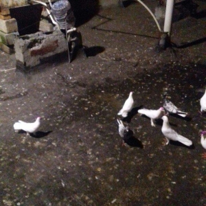 ag enli quyruglar 16 17 18 tuk real alici narahat elesin  wh