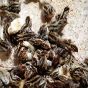 Bildirçin satılır. Cəmi 45-50 günə böyüyüb yumurtayır və ya kəsilib ye