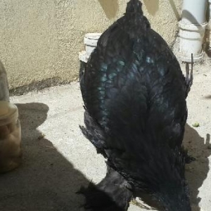 Zil qara kömürü brama fərəsi satılır. Ayağının tüküləri həddindən artı