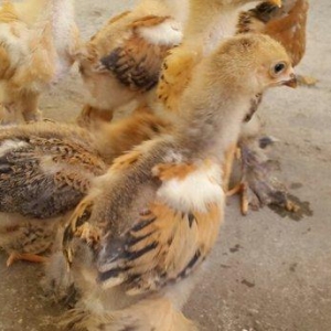 Brama cücələri satılır. Tər-təmiz gold və 