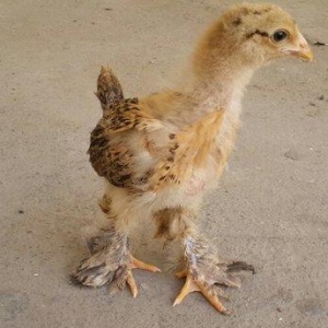 Brama cücələri satılır. Tər-təmiz gold və buff brama cücələridir. 1 ay