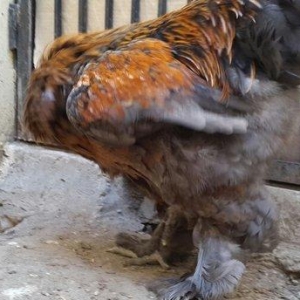 Brama gold xoruzu satılır. Sağlam və aktiv 1 i