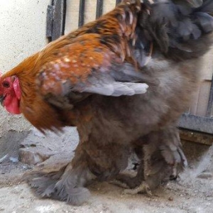 Brama gold xoruzu satılır. Sağlam və aktiv 1 illik xoruzdur.