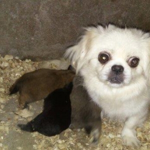 temiz natura pekenes balaları satılır tam sagla