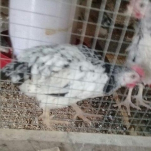 etlik kend siribrist cuceleri...
2 ayliq.
tam saglam
temiz çekisi 800.