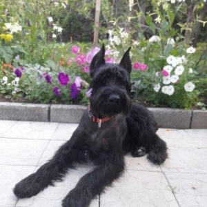 Щенки Riesenschnauze .Один из самы