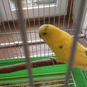 iki papuqadan ikiside erkekdir sari olan tayi 8-9 