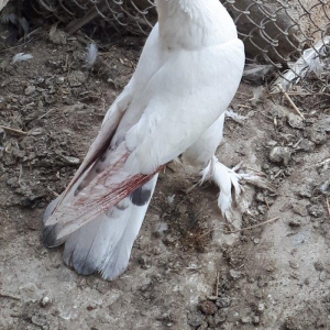 gozu xalli 18 qawqa 17 tukdu. cutu 60 azn. qawqanin oynamaqina soz yox