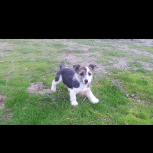 Собаки звонок. Tək biri 40 azn maraql