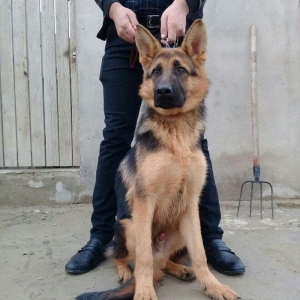 satlir cinsi afcarka erekydi elavə məllumat şha