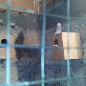 satıram hazır cut Papuqay bırı kül rengde bırıde sarı boynunda yasıl x