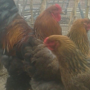 təmiz qol brama yumurtası satılır 3 azn  almaq