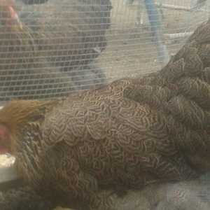 təmiz qol brama yumurtası satılır 3 azn  almaq istəyən heyvanlara gəli