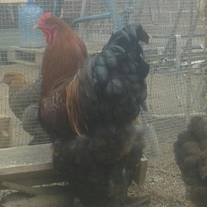 təmiz qol brama yumurtası satılır 3 azn  almaq istəyən heyvanlara gəli