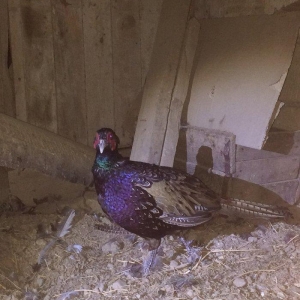 Qırqovul 3 birlikdə 80 manat 1 i xoruzdu il yar