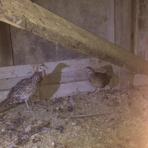 Qırqovul 3 birlikdə 80 manat 1 i xoruzdu il yarımlıqdı