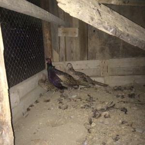 Qırqovul 3 birlikdə 80 manat 1 i xoruzdu il yarımlıqdı