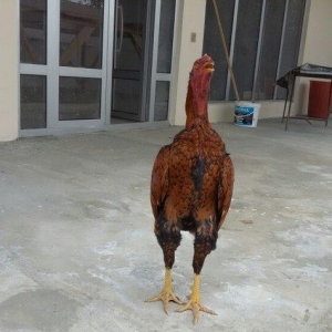 dekabır çolpasıdır heyvan getir yoxla iki defe meşqi olub bir su yarım