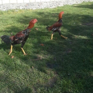 heyrati becesi fere toyuq doyus ucun temiz cins . doyusune soz yoxdu.