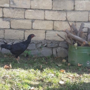 heyrati becesi fere toyuq doyus ucun temiz cins . doyusune soz yoxdu.