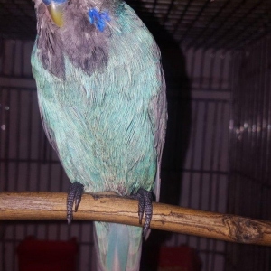 cex sebengil 1 yas 6 aylix erkek qimәt 100 azn ci