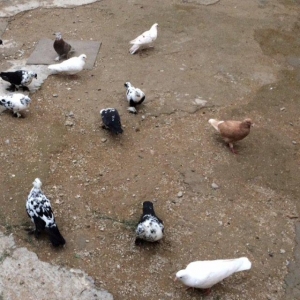 8 manatdan 20 eded qusQuslar goz qabagindadi 2 eded drakon qizgin er