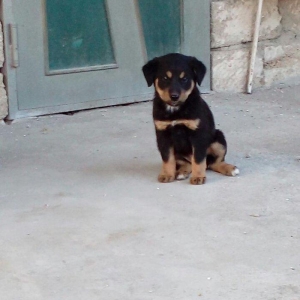 qoyun itiden donme kucuklardi anasi qoyun iti atas