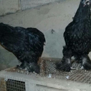 salam temiz qan brama rasiyadan gelib atasi anasi.iki aylari bugun tam