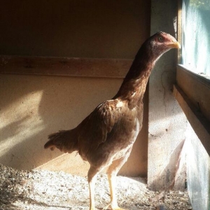 heyrati super doyus heyvanlari fere bece toyuq . cox oldugu ucun satil