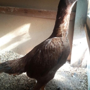 heyrati super doyus heyvanlari fere bece toyuq . cox oldugu ucun satil