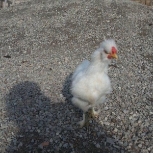 Ponpin xoruz 5 ayliqdi tam sağlam beş barmaqdı feresiylede barter