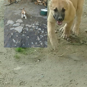 albay it balasi 25 qűnluků 500azn o biri alabay 