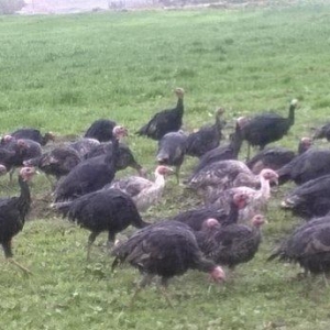 80 eded hinduska xoruzlu ferelidi. Xoruzlar en azi