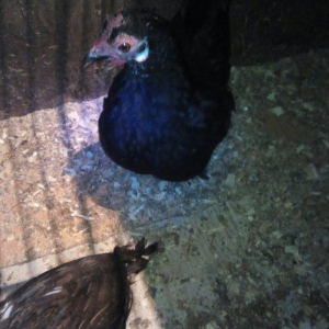 Sekilde gorduyunuz yaponka ve heyratilar satilir. Her olcude var.