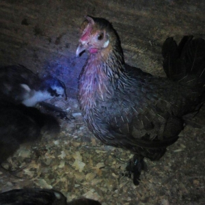 Sekilde gorduyunuz yaponka ve heyratilar satilir. Her olcude var.