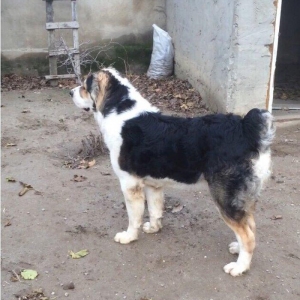 Alabay satılır 2 yaş!!! Ukraynadan gətirilib balaca vaxtından, baxa bi
