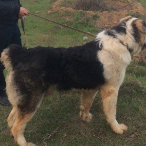 Alabay satılır 2 yaş!!! Ukraynadan gətirilib balaca vaxtından, baxa bi