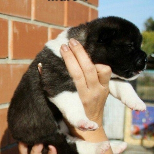 American akitasi satiram 1 ayliq saglam wirin balalardi vaksinleri vur