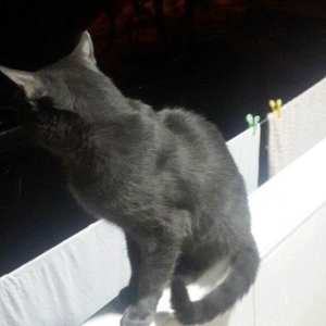 erkek 11 ayliqdi korat cinsi cox gozel pi****dir a