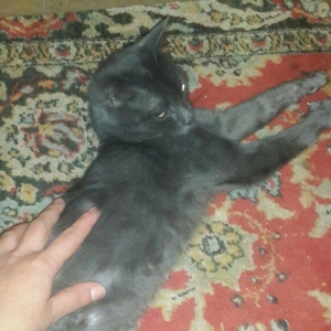 erkek 11 ayliqdi korat cinsi cox gozel pi****dir almaq isteyenler yazsi