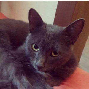 erkek 11 ayliqdi korat cinsi cox gozel pi****dir almaq isteyenler yazsi