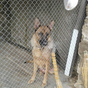 Afcarka satiram erkek bala tam saglam 3 ayligdir 2 peyvendi vurulub qu