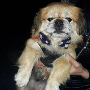 Şotlaniski pekines  2 yas 6 ayliqdi