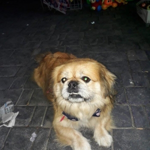 Şotlaniski pekines  2 yas 6 ayliqdi