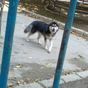 Sbirski layka. 8 ayi oktaybirin axiri olacaq. Yeri